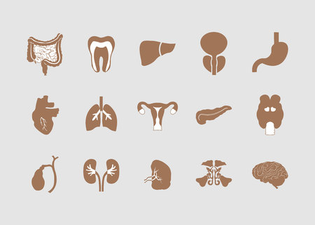 Flat icons of the human organs. Medical elements 10 epsのイラスト素材