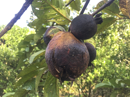 Guava fruits infected by fruit canker diseases.の写真素材