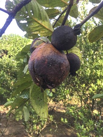 Guava fruits infected by fruit canker diseases.の写真素材