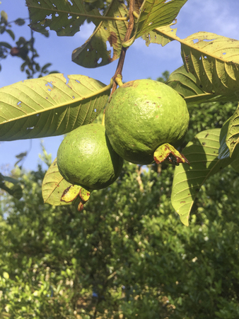 Guava fruits on the tree.の写真素材