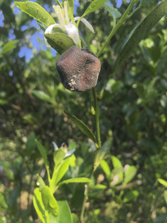 Calamansi citrus or lime infected by fruit diseases.の写真素材