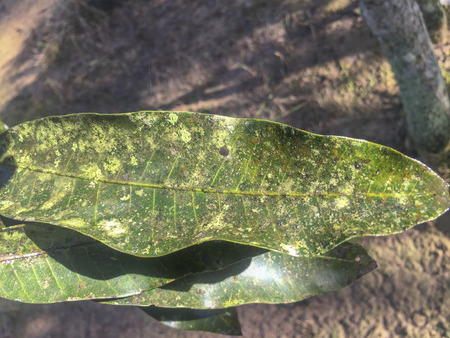 Mango leaves infected by Powdery Mildew (Oidium mangiferae): Powdery mildew is one of the most serious diseases of mango affecting almost all the varieties.の写真素材
