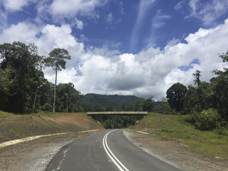 Wildlife crossing bridge inside the Borneo Rainforest jungle located in Meliau Basin Lost World Conservation Area, Tawau, Sabah, Malaysia.の写真素材