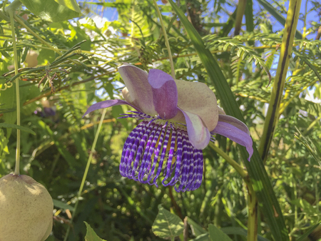 Passiflora incarnata, commonly known as maypop, purple passionflower, true passionflower, wild apricot, and wild passion vine, is a fast-growing perennial vine with climbing or trailing stems.の写真素材