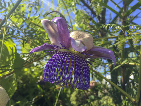 Passiflora incarnata, commonly known as maypop, purple passionflower, true passionflower, wild apricot, and wild passion vine, is a fast-growing perennial vine with climbing or trailing stems.の写真素材