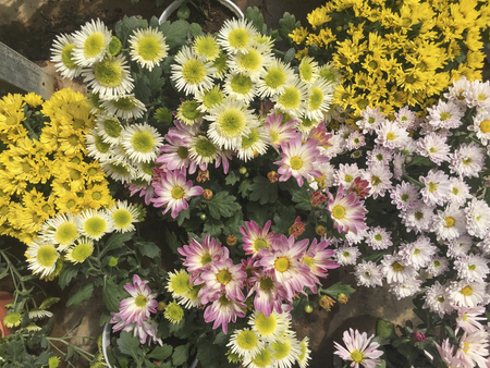 Close-up blooming of beautiful coloured Carnation flowers on background.の写真素材
