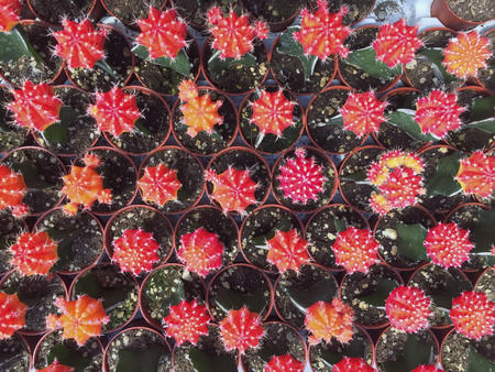 Selective focus and top view varieties of flowering cactus in the garden.の写真素材