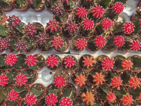 Selective focus and top view varieties of flowering cactus in the garden.の写真素材