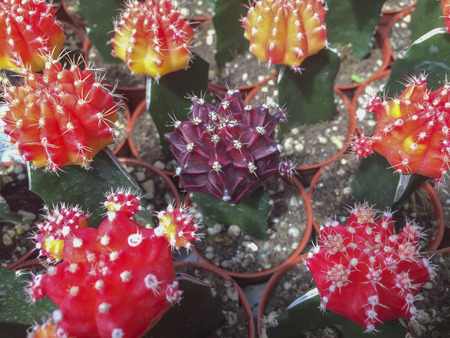 Selective focus and top view varieties of flowering cactus in the garden.の写真素材