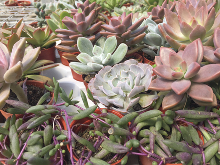 Selective focus and top view variety of Miniature succulent plants.の写真素材