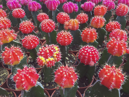 Selective focus and top view varieties of flowering cactus in the garden.の写真素材