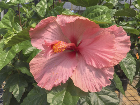 Selective focus blooming colourful Hibiscus flower. It is a Malaysia's national flower where it's locally known as the Bunga Raya.の写真素材