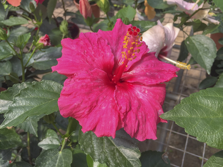 Selective focus blooming colourful Hibiscus flower. It is a Malaysia's national flower where it's locally known as the Bunga Raya.の写真素材