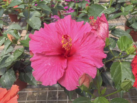 Selective focus blooming colourful Hibiscus flower. It is a Malaysia's national flower where it's locally known as the Bunga Raya.の写真素材