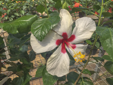 Selective focus blooming colourful Hibiscus flower. It is a Malaysia's national flower where it's locally known as the Bunga Raya.の写真素材