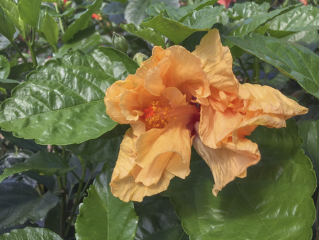 Selective focus blooming colourful Hibiscus flower. It is a Malaysia's national flower where it's locally known as the Bunga Raya.の写真素材