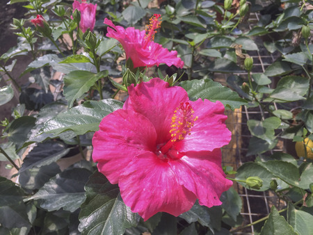 Selective focus blooming colourful Hibiscus flower. It is a Malaysia's national flower where it's locally known as the Bunga Raya.の写真素材