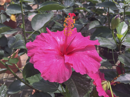 Selective focus blooming colourful Hibiscus flower. It is a Malaysia's national flower where it's locally known as the Bunga Raya.の写真素材