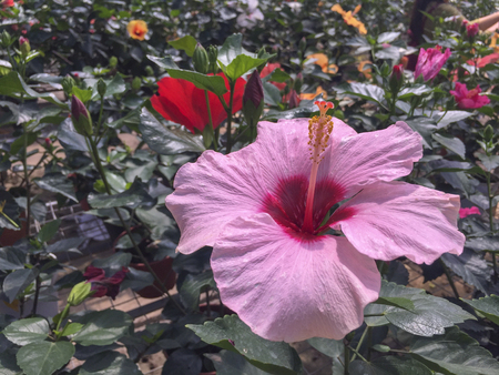 Selective focus blooming colourful Hibiscus flower. It is a Malaysia's national flower where it's locally known as the Bunga Raya.の写真素材