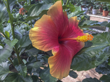 Selective focus blooming colourful Hibiscus flower. It is a Malaysia's national flower where it's locally known as the Bunga Raya.の写真素材