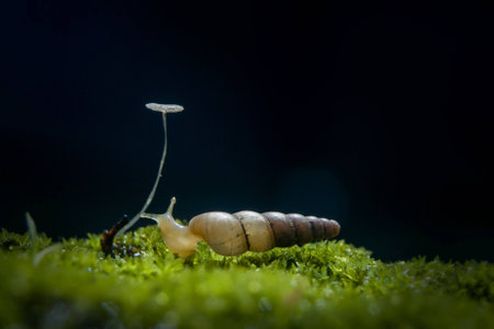 Snail and Mushrooms on Black Backgroundの素材