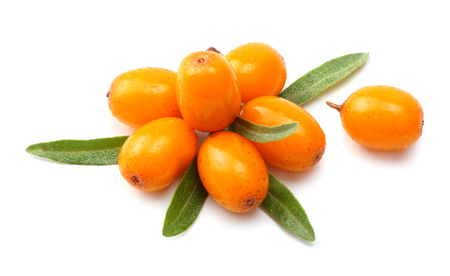 Sea buckthorn with green leaf isolated on white backgroundの写真素材