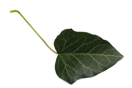 ivy leaves isolated on a white background. top viewの写真素材