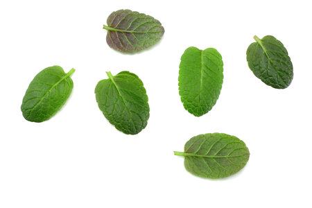Mint leaf green plants isolated on white background