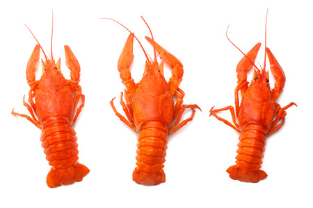 crawfish isolated on white background.の写真素材