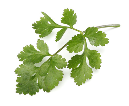 coriander leaves isolated on white backgroundの写真素材