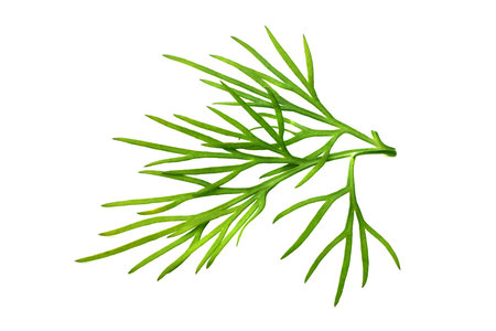 fresh green dill isolated on white background. macroの写真素材