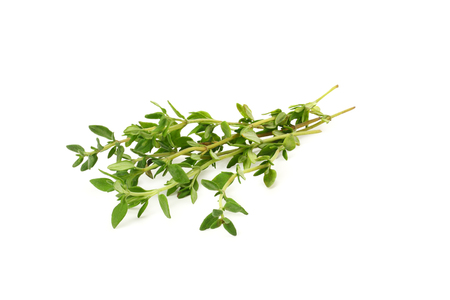 green thyme bunch isolated on white backgroundの写真素材