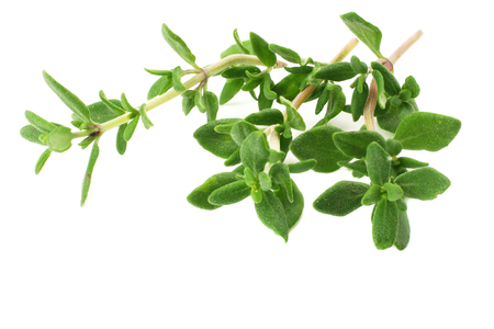 green thyme bunch isolated on white backgroundの写真素材