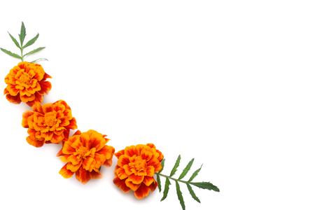 Orange Marigold flower, Tagetes erecta, Mexican marigold, Aztec marigold, African marigold isolated on white backgroundの写真素材