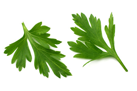 green fresh parsley leaf isolated on white background. macroの写真素材