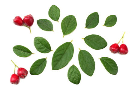 red berries with green leaves isolated on white background. top viewの写真素材