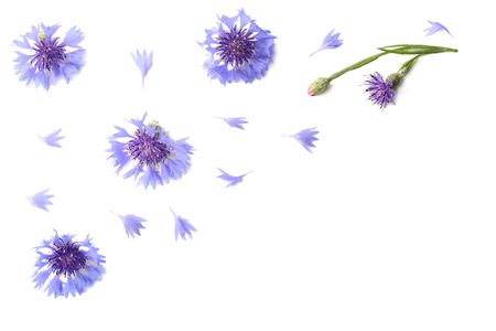 Blue cornflower (Cyanus segetum) isolated on white background. Top viewの写真素材