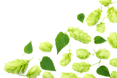 Hop cones isolated on white background. Beer brewing ingredients. Beer brewery concept. Beer background. Top viewの写真素材