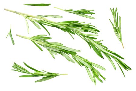 rosemary leaves isolated on white background. top viewの写真素材