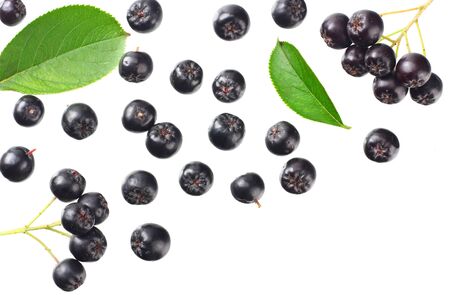 Chokeberry with green leaves isolated on white background. Black aronia. Top view.の写真素材