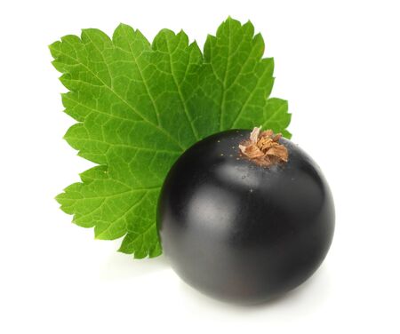 black currant with green leaf isolated on white background. macroの写真素材