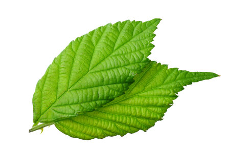 green leaf of blackberry isolated on white background. blackberry leaves. top view.