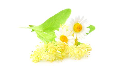 Linden flowers isolated on a white backgroundの写真素材