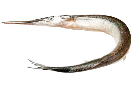 Garfish isolated on white background. sea needle. Belone beloneの写真素材
