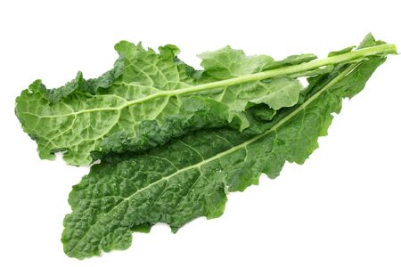 leaves of kale cabbage isolated on white backgroundの写真素材