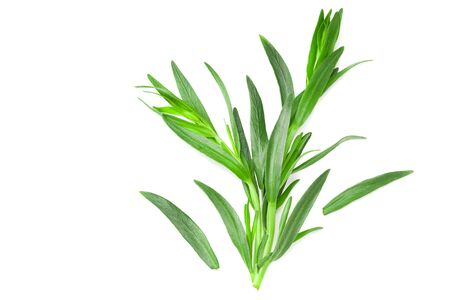 Tarragon leaves isolated on white background. Artemisia dracunculus. top viewの写真素材