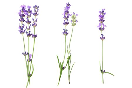 lavender flowers isolated on white background. top viewの写真素材