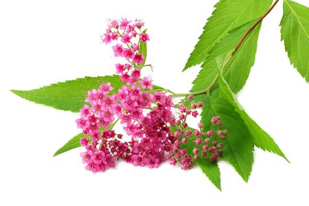 pink flower with green leaf isolated on white background. top viewの写真素材