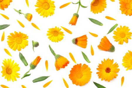 marigold flowers with green leaf isolated on white background. calendula flower. top viewの写真素材