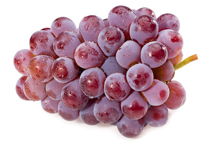 red rose isolated on a white background. full depth of fieldの写真素材